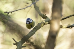 Blue Tit