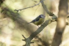 Blue Tit