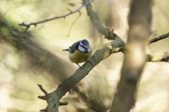 Blue Tit