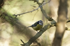 Blue Tit