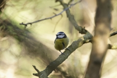 Blue Tit