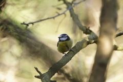 Blue Tit