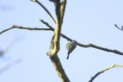 Blue Tit