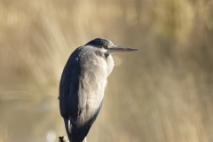 Heron