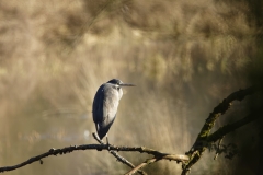 Heron