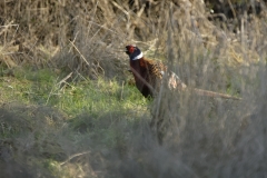 Pheasant