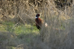 Pheasant