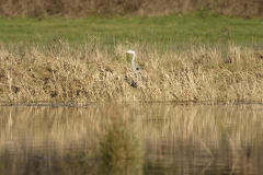 Heron