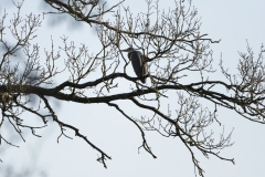 Heron