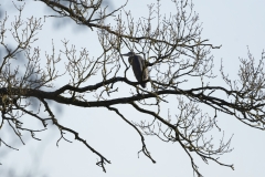 Heron