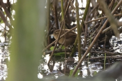 Wren