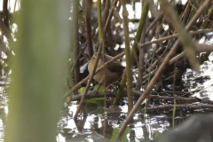 Wren