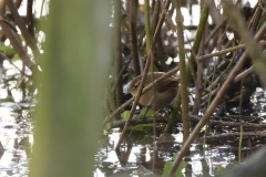 Wren