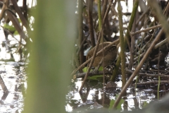 Wren