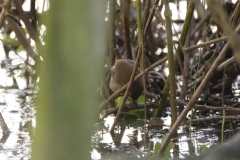 Wren