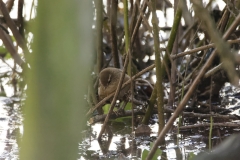 Wren