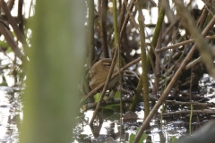 Wren