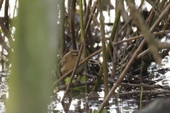 Wren