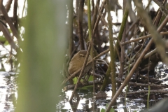 Wren