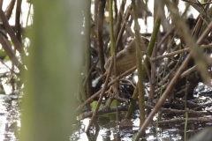 Wren