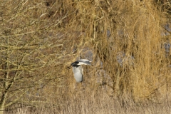 Heron in Flight