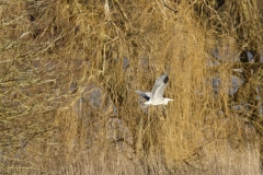 Heron in Flight