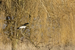 Heron in Flight