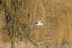 Heron in Flight