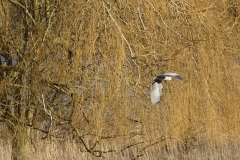 Heron in Flight