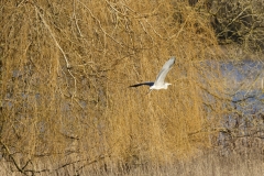 Heron in Flight