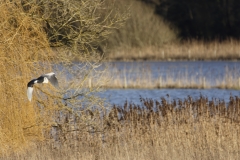 Heron in Flight