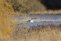 Heron in Flight