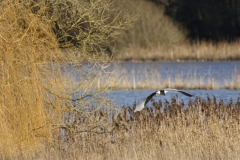 Heron in Flight