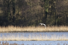 Heron in Flight