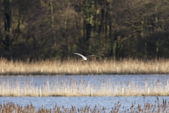 Heron in Flight