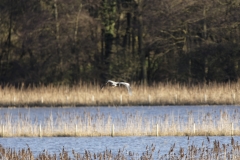 Heron in Flight