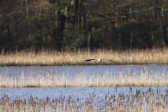 Heron in Flight