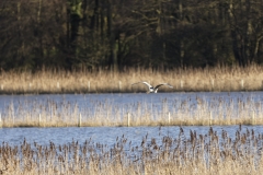 Heron in Flight