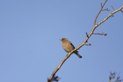 Chaffinch