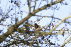 Chaffinch