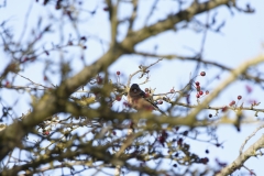 Chaffinch