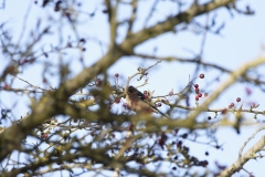 Chaffinch