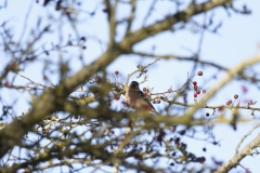 Chaffinch