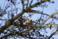 Chaffinch