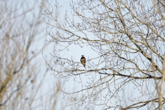 Buzzard