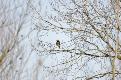 Buzzard