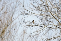 Buzzard