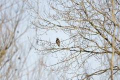 Buzzard