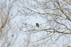 Buzzard