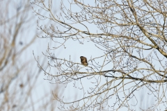 Buzzard